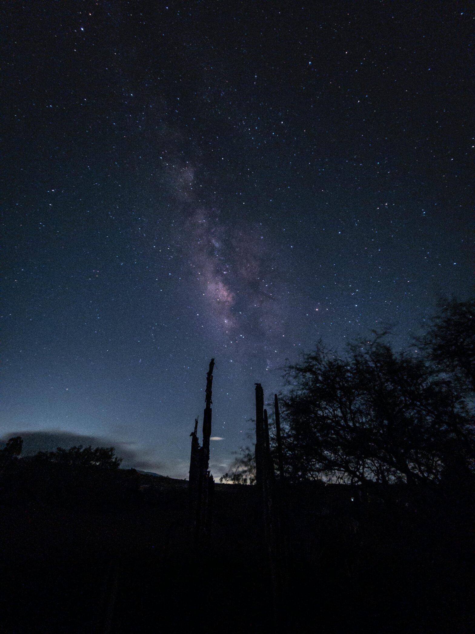 Starry night sky with the milky way above silhouetted cacti.