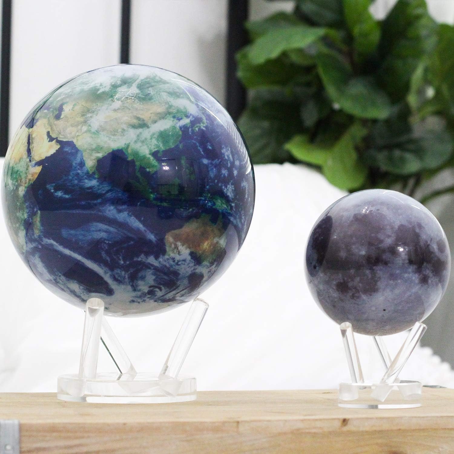 Two globes on stands: one depicts Earth, the other the Moon. They're placed on a wooden surface with a green plant in the background.