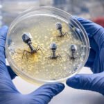 A pair of gloved hands holds a petri dish with bacterial colonies, while digital renderings of large bacteriophages float above the surface like visitors from outer space.